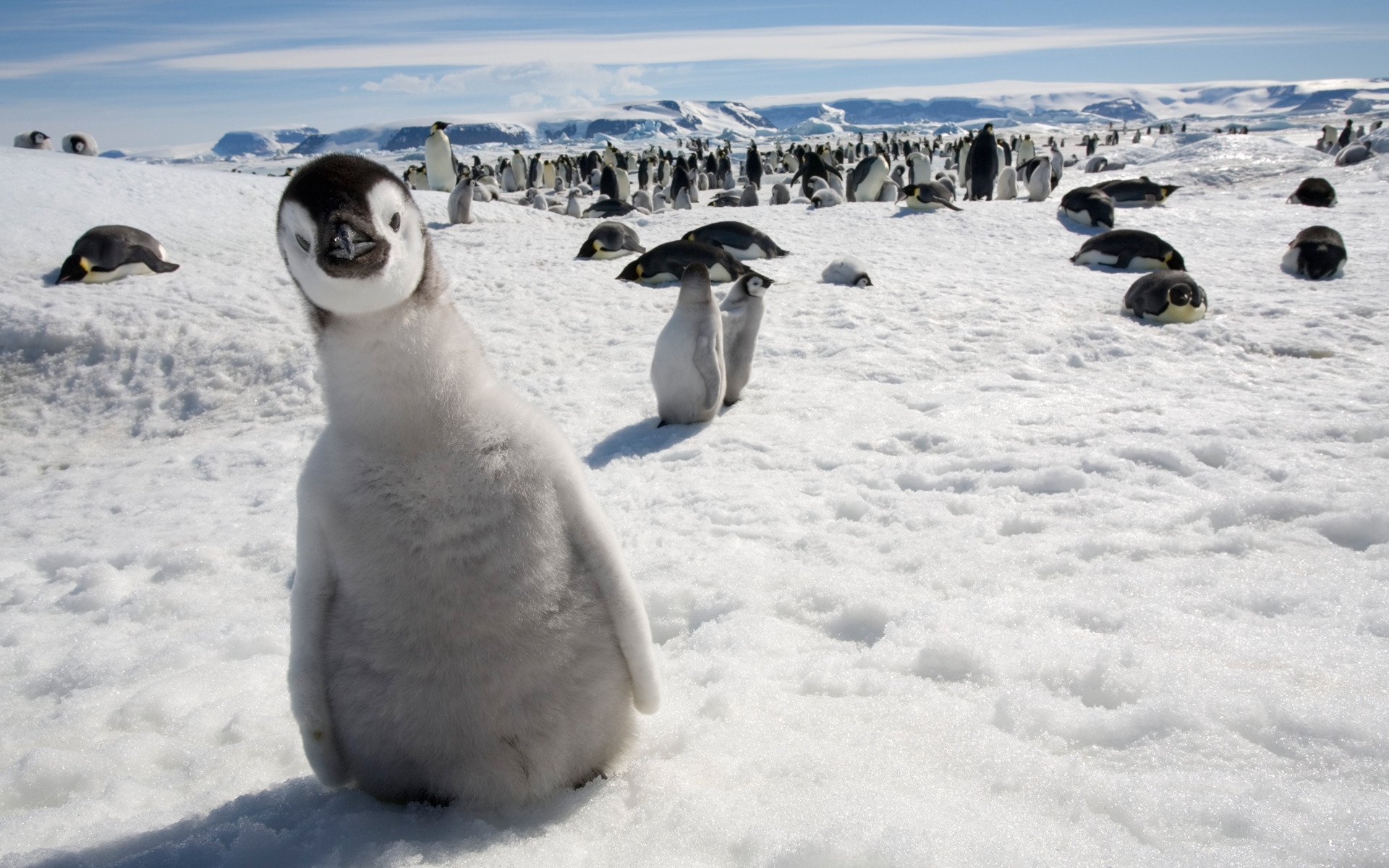 Картинки Пингвины, многие, птицы, снег, холод фото и обои на рабочий стол