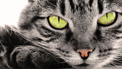 Кошка, лицо, цвет, полосатый