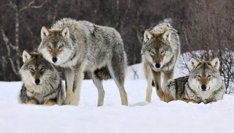 Волки, снег, пачка, хищник