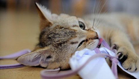 Кошка, игрушка, игривая, вниз, зубы