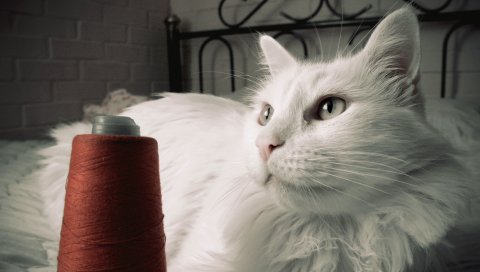 Кошка, пушистая, кровать, нитка, мнение