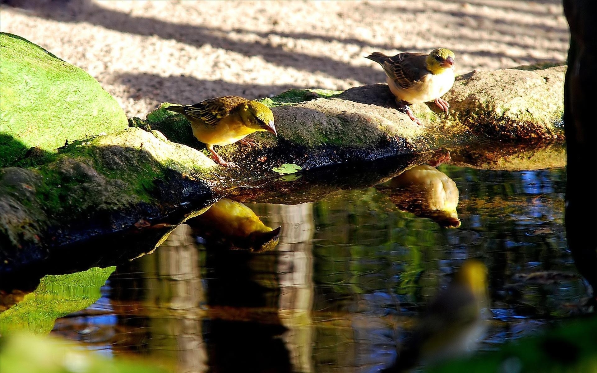 Птичка вода. Отражение птиц в воде. Отражение в воде птички. Природа вода птицы. Животные и птицы пьют воду.