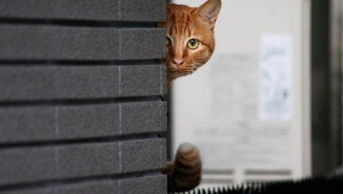 Кошка, стена, заглянуть, скрыть