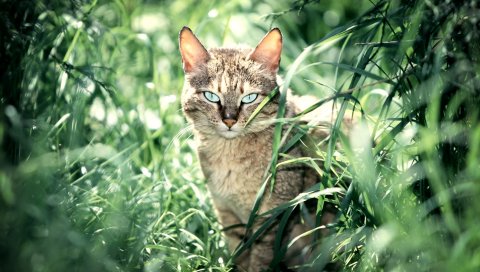 Кошка, трава, сидеть, спокойная