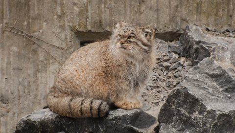 Манул, пушистый, камни, сидят