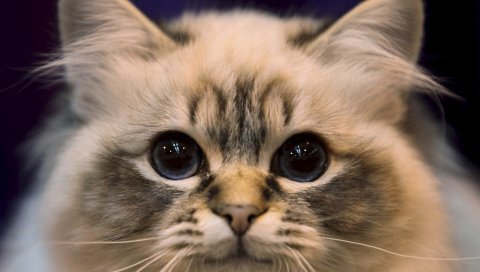 Кошка, глаза, пушистый, взгляд, милый