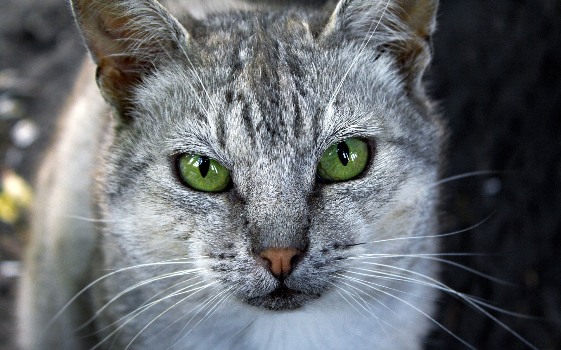 Картинки Кошка, лицо, серый, цветной, полосатый фото и обои на рабочий стол
