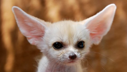 Fenech, cub, лиса, уши