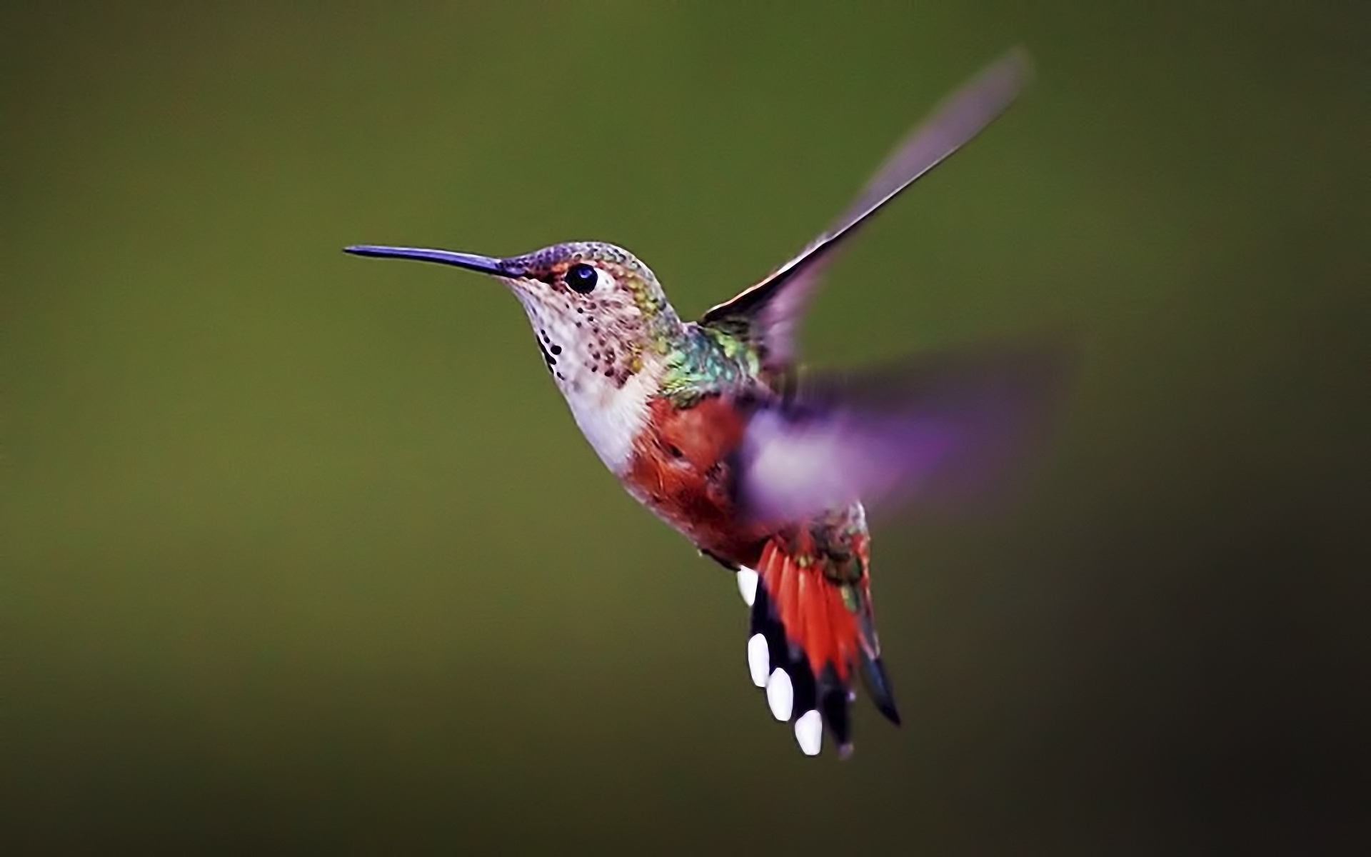 Картинки Hummingbird, птица, фон, лоскут, крылья фото и обои на рабочий стол