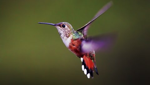 Hummingbird, птица, фон, лоскут, крылья