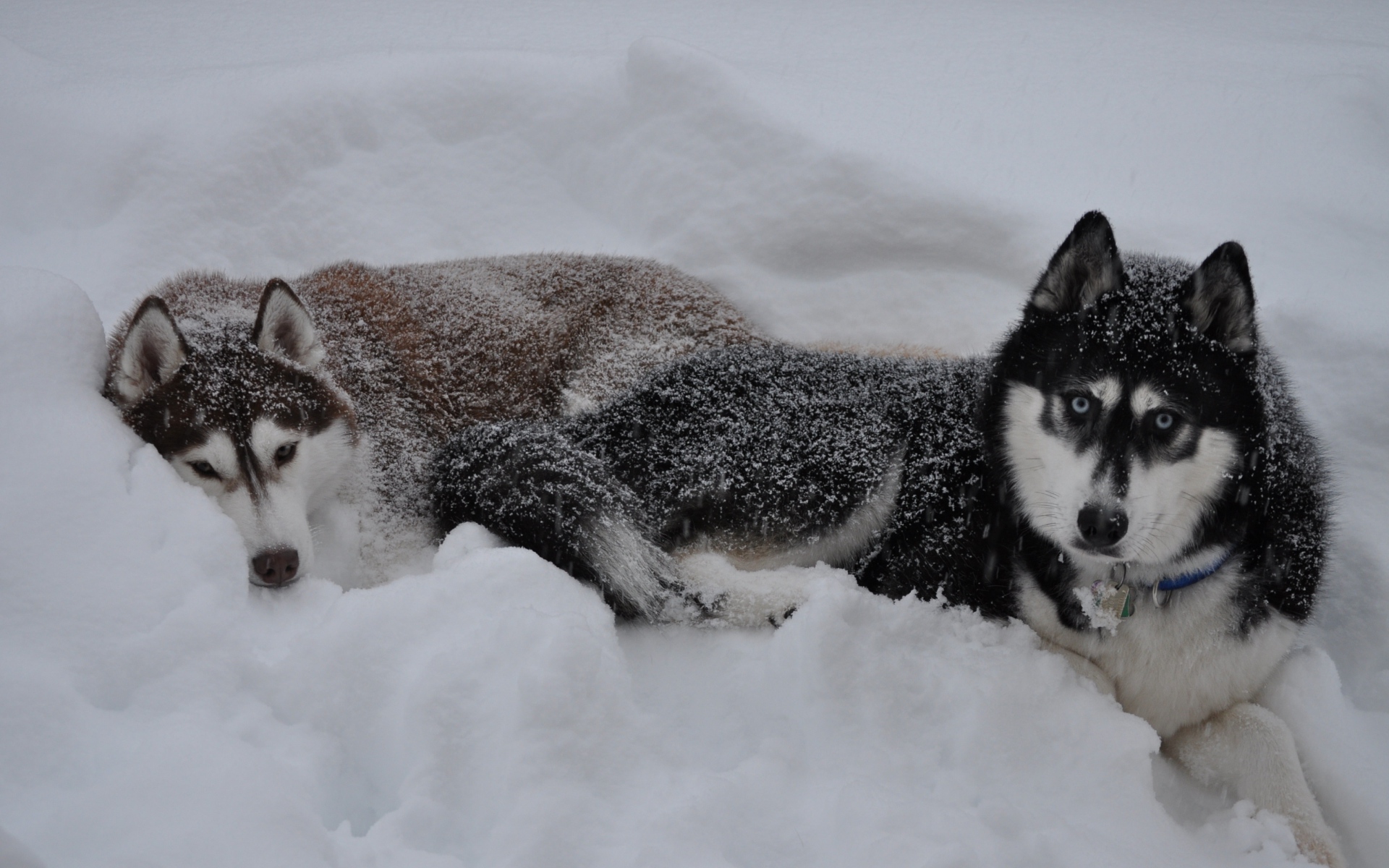Картинки Хаски, собаки, снег, вниз, пара, зима фото и обои на рабочий стол