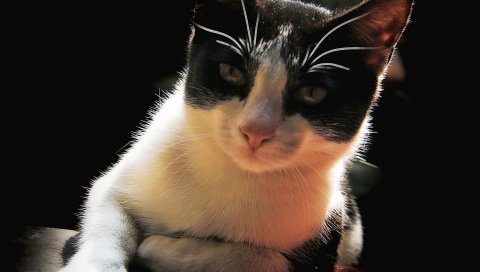 Кошка, лицо, волосы, тень