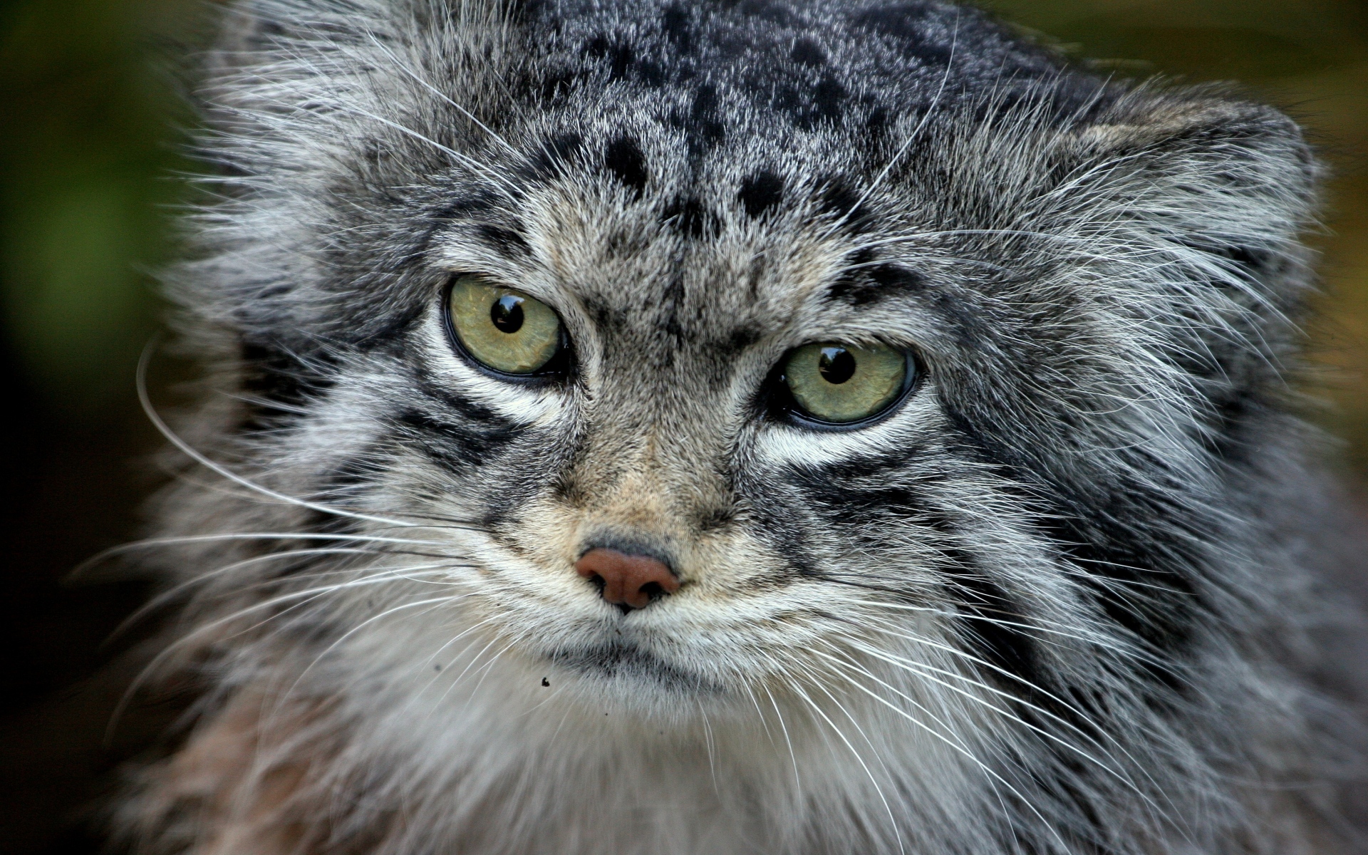 Картинки Manul, лицо, волосы, мех, пушистый фото и обои на рабочий стол