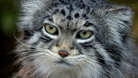 Manul, лицо, волосы, мех, пушистый