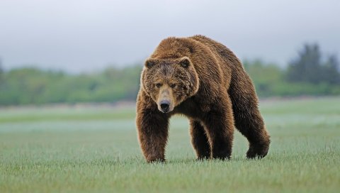 Медведь, лес, трава,