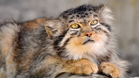 Manul, fur, down, face