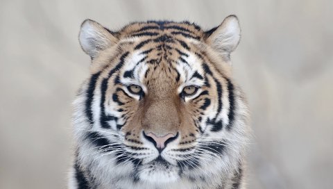 Тигр, лицо, большой кот,