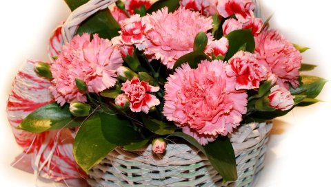 Гвоздики, цветы, розовый, корзина, белый фон