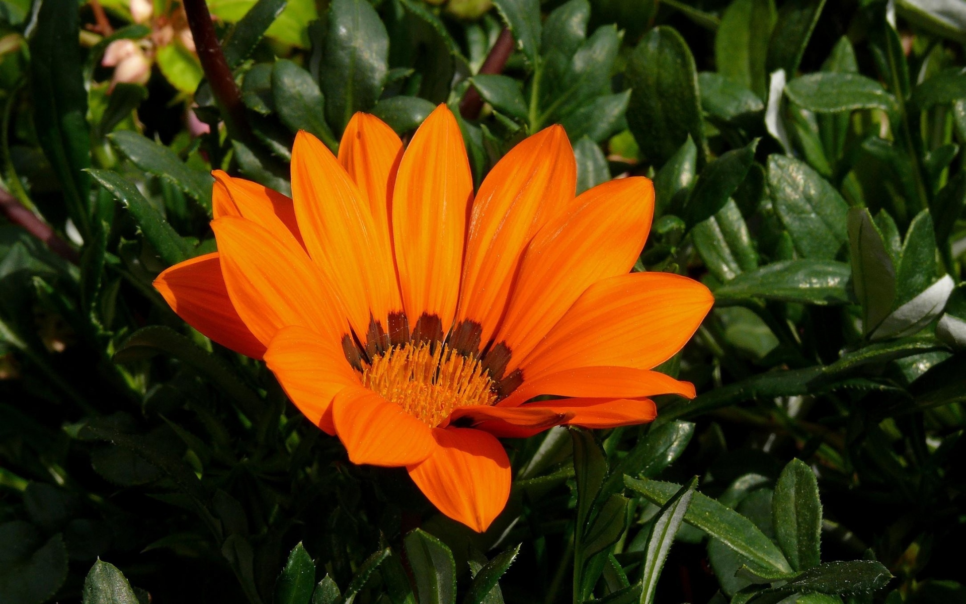 Картинки Gazania, цветок, яркий, зеленый, крупный план фото и обои на рабочий стол