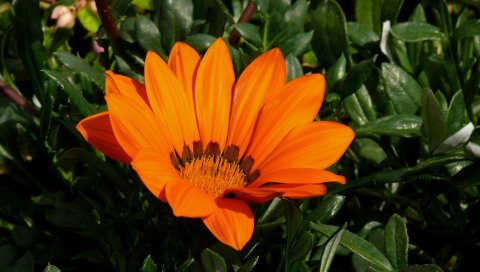 Gazania, цветок, яркий, зеленый, крупный план