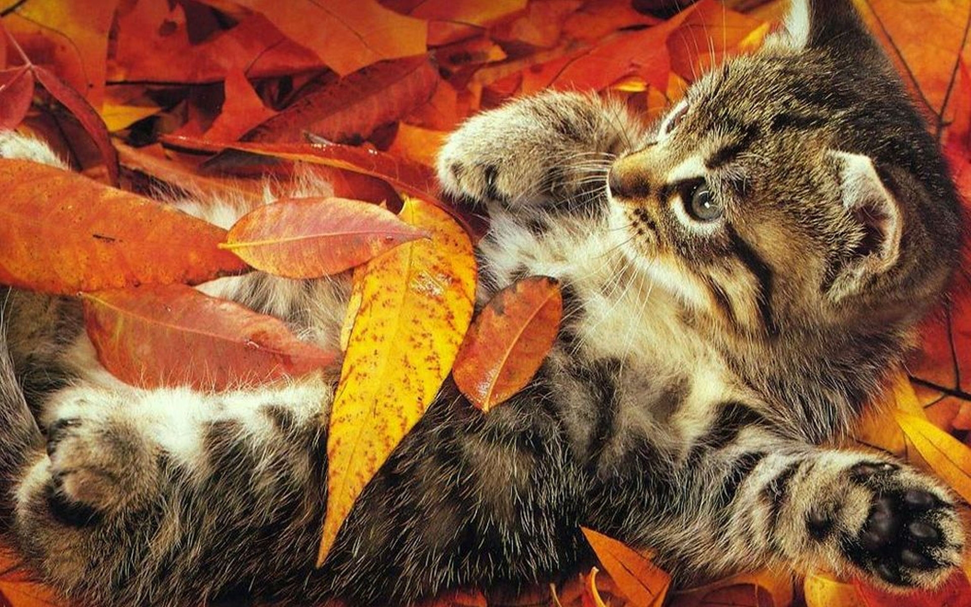 Картинки Котенок, листья, игривый фото и обои на рабочий стол