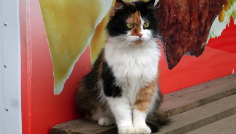 Кошка, пятнистая, цветная, пушистая