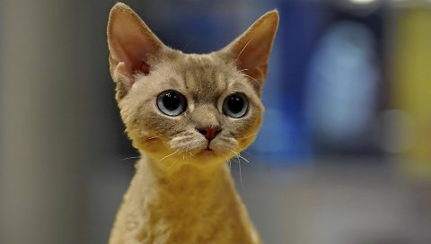 Кошка, морда, блики, свет, шерсть