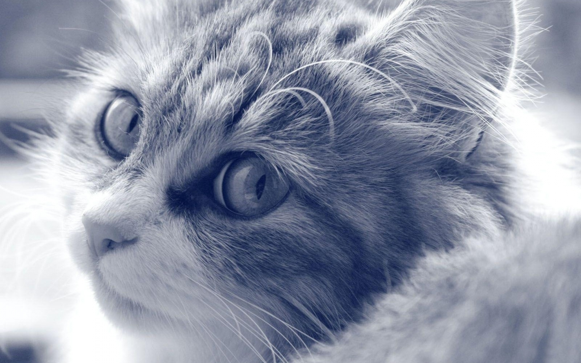 Картинки Кошка, лицо, пушистый, глаза, черный и белый фото и обои на рабочий стол