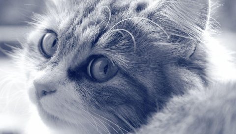 Кошка, лицо, пушистый, глаза, черный и белый