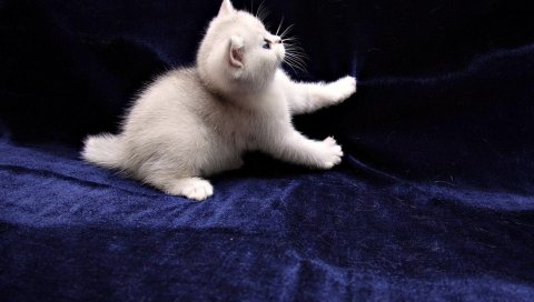 Котенок, пушистый, лапы