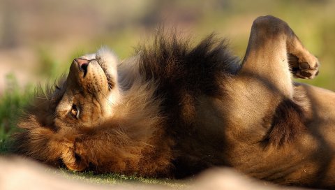Лев, хищник, большой кот, лежащий
