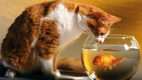 Аквариум, кошка, любопытство, охота