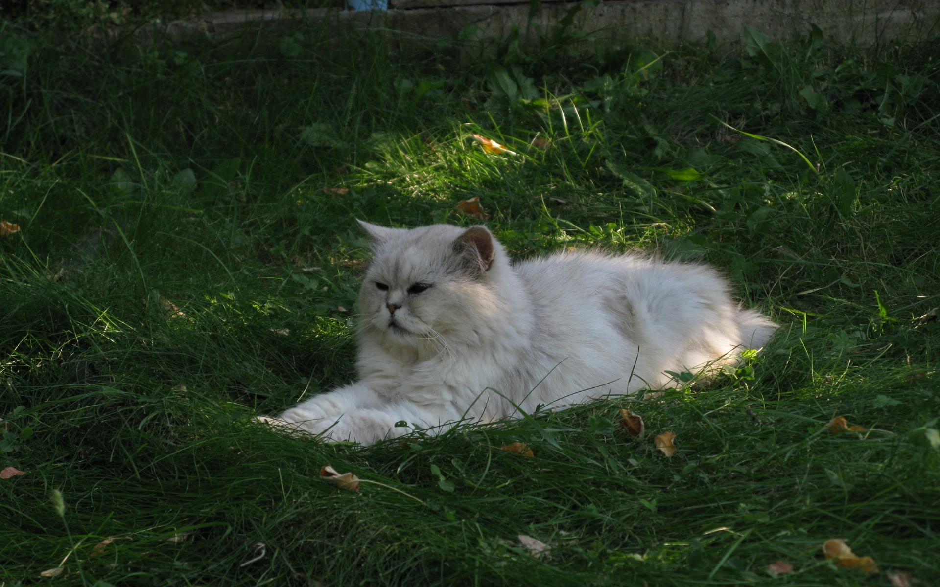 Картинки Трава, кошка, пушистая, лежащая, жирная фото и обои на рабочий стол