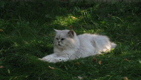 Трава, кошка, пушистая, лежащая, жирная