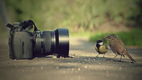 Камера, воробей, птица, птицы, поза