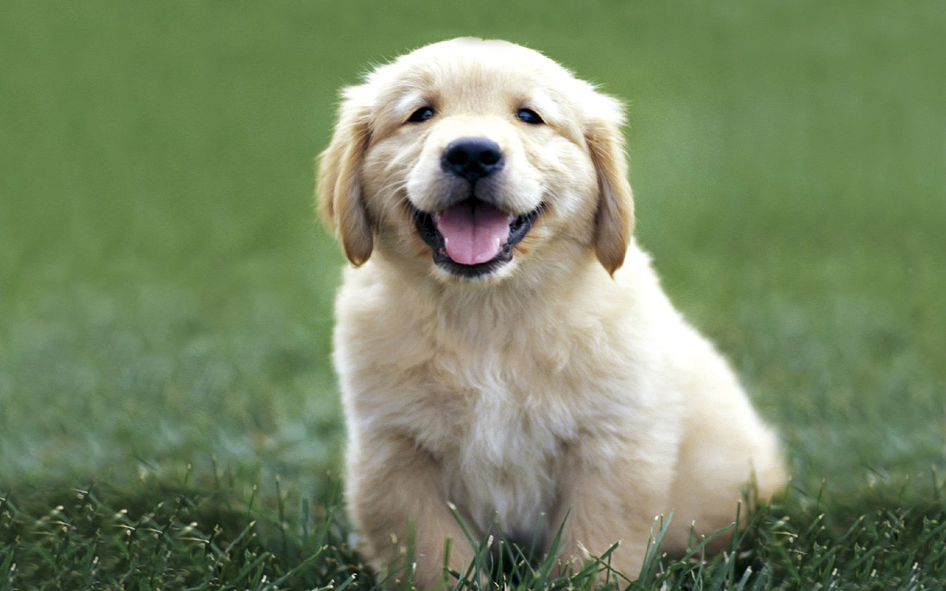 Картинки Собаки, лабрадор, цвет, трава, щенок фото и обои на рабочий стол