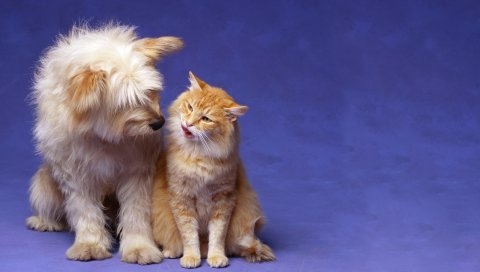 Кошка, собака, пушистая, дружба