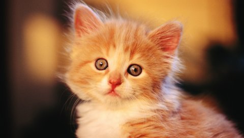 Котенок, ребенок, легкий, пушистый, лицо
