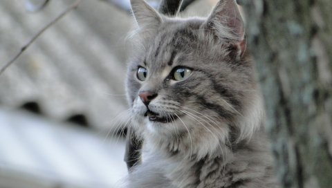 Кошка, пушистый, взгляд, гнев