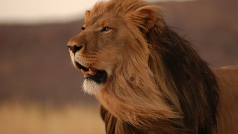 Лев, грива, ветер, усмешка, большой кот, хищник