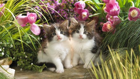Котята, цветы,