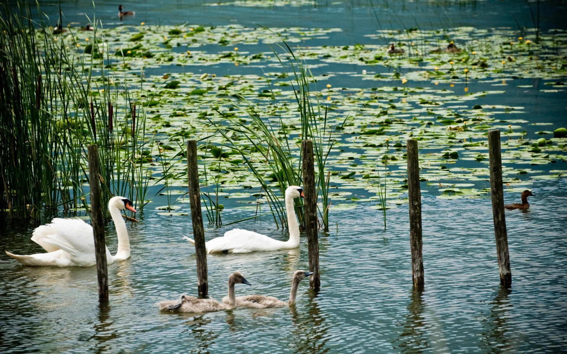 Картинки Лебеди, озеро, болото, утка, зелень фото и обои на рабочий стол