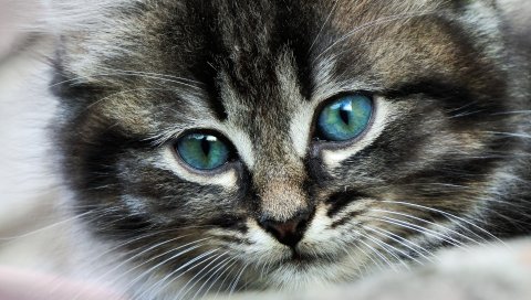 Котенок, глаза, цвет, пятнистый