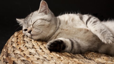 Котенок, сон, полосатый, ложь