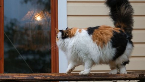 Кот, пушистый, прогулка, пятнистый, толстый, окно,
