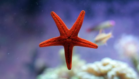Морская звезда, подводный, морской