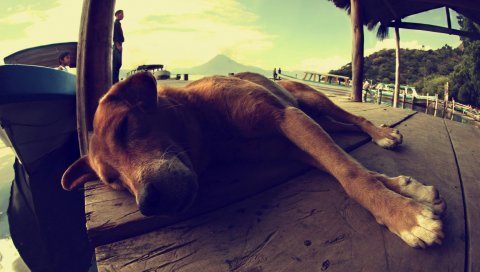 Собака, лежа, сон, отдых
