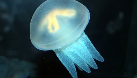 Медуза, плавание, подводное, море, океан