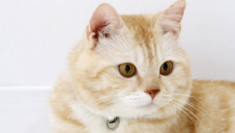 Кошка, морда, толстая, воротник, ложь