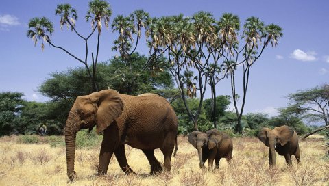 Слонов, семьи,